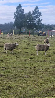 Skaap volbek ooie R2500 elk