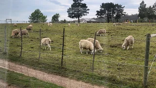 Sheap skaap volbek ooie