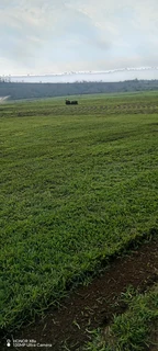 Farm fresh evergreen instant lawn