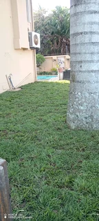 Farm fresh evergreen instant lawn