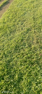 Evergreen instant lawn