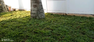 Evergreen instant lawn