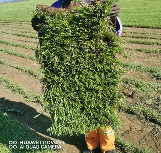 Evergreen instant lawn