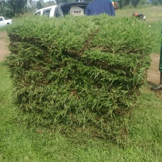 Evergreen instant lawn