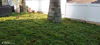 Evergreen instant lawn