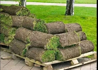 Farm fresh evergreen grass