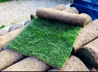 Farm fresh evergreen grass