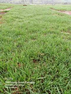 Farm fresh All Seasons Evergreen