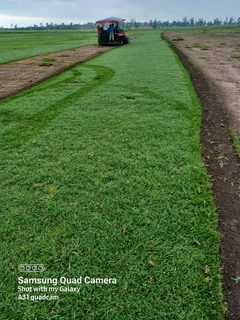 Farm fresh All Seasons Evergreen