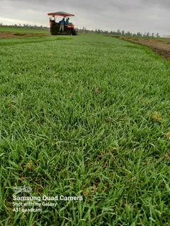 Farm fresh All Seasons Evergreen