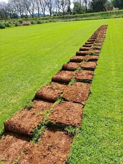 Farm fresh evergreen grass