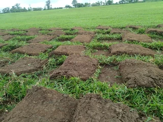 Farm fresh evergreen grass