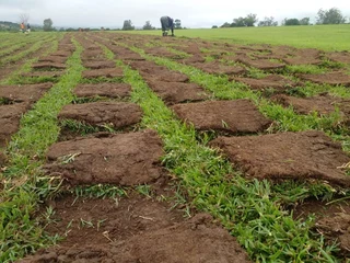 Farm fresh evergreen grass