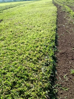 Farm fresh evergreen grass