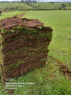 Instant lawn Evergreen