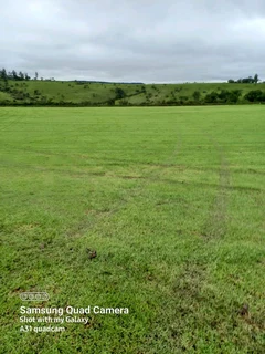 Instant lawn Evergreen