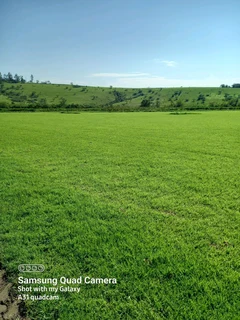 Instant lawn Evergreen