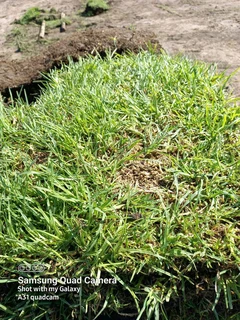 Instant lawn Evergreen