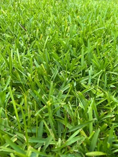 Evergreen grass instant lawn