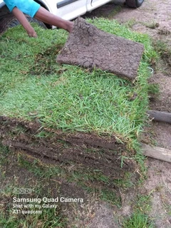 Evergreen grass instant lawn