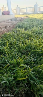 Farm fresh Evergreen instant lawn