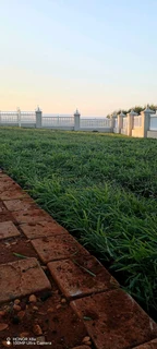Farm fresh Evergreen instant lawn
