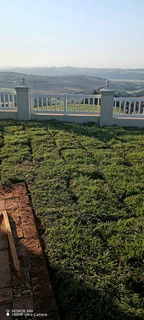 Farm fresh Evergreen instant lawn