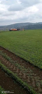 Farm fresh evergreen instant lawn