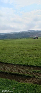 Farm fresh evergreen instant lawn