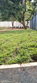 Farm fresh evergreen instant lawn