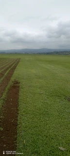 Farm fresh evergreen instant lawn