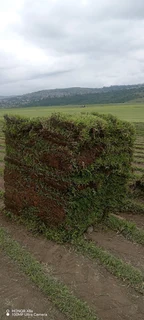 Farm fresh evergreen instant lawn