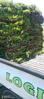 Evergreen instant lawn