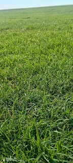 Evergreen instant lawn