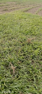 Evergreen instant lawn
