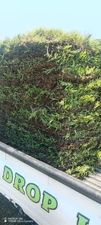 Evergreen instant lawn