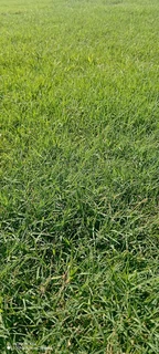 Evergreen instant lawn