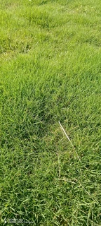 Evergreen instant lawn