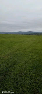 Farm fresh instant lawn