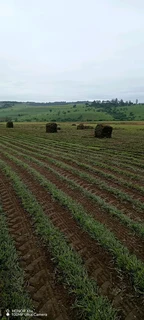 Farm fresh instant lawn