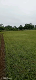 farm fresh evergreen lawn