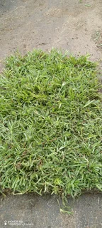 Evergreen grass - Berea shade, kikuyu, Royal blue and Buffalo