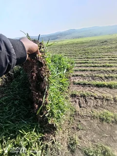 Farm fresh Kikuyu, Royal blue, Berea shade LM and Buffalo