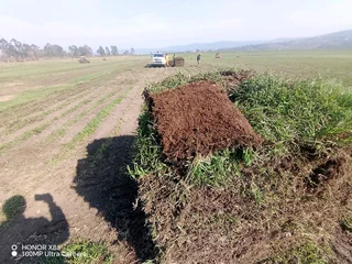 Farm fresh Kikuyu, Royal blue, Berea shade LM and Buffalo