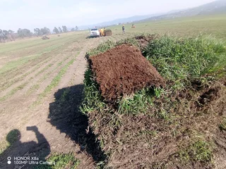 Farm fresh Kikuyu, Royal blue, Berea shade LM and Buffalo