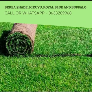 Evergreen grass, Kikuyu, Berea shade LM, Royal blue and Buffalo