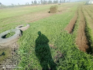 Evergreen grass, Kikuyu, Berea shade LM, Royal blue and Buffalo