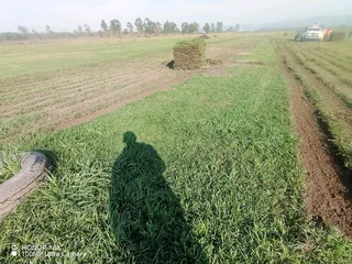 Evergreen grass, Kikuyu, Berea shade LM, Royal blue and Buffalo