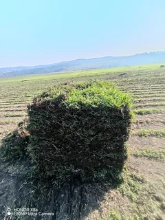 Evergreen grass, Kikuyu, Berea shade LM, Royal blue and Buffalo