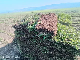 Evergreen grass, Kikuyu, Berea shade LM, Royal blue and Buffalo
